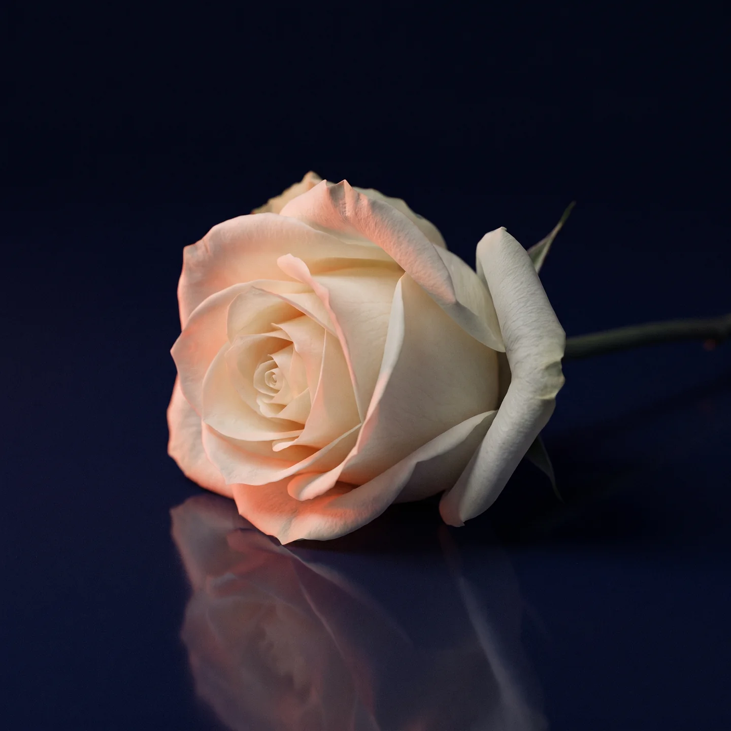Eine elfenbeinweiße Rose auf dunklem Glas, weiches korallenes Streiflicht